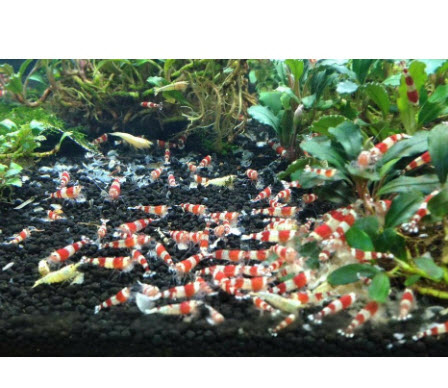[Hoàn Tiền 10%] Thức Ăn Vi Sinh cho Tép Cảnh Bee Grows (45Gr)