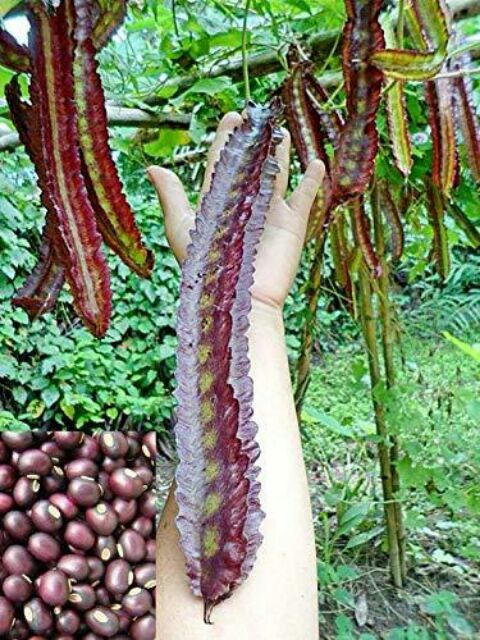 Hạt giống đậu rồng tím thái lan