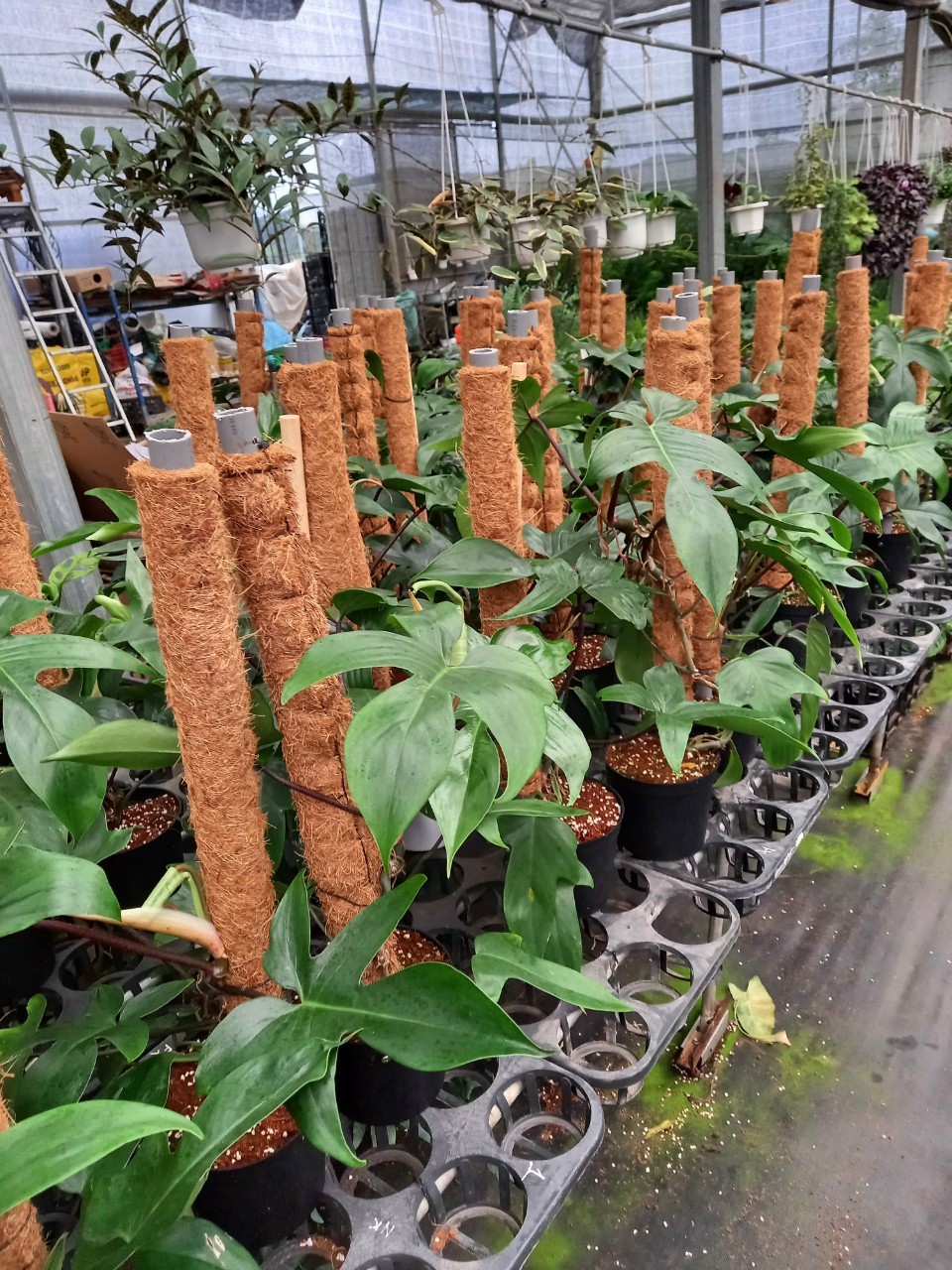 Trụ xơ dừa trồng cây