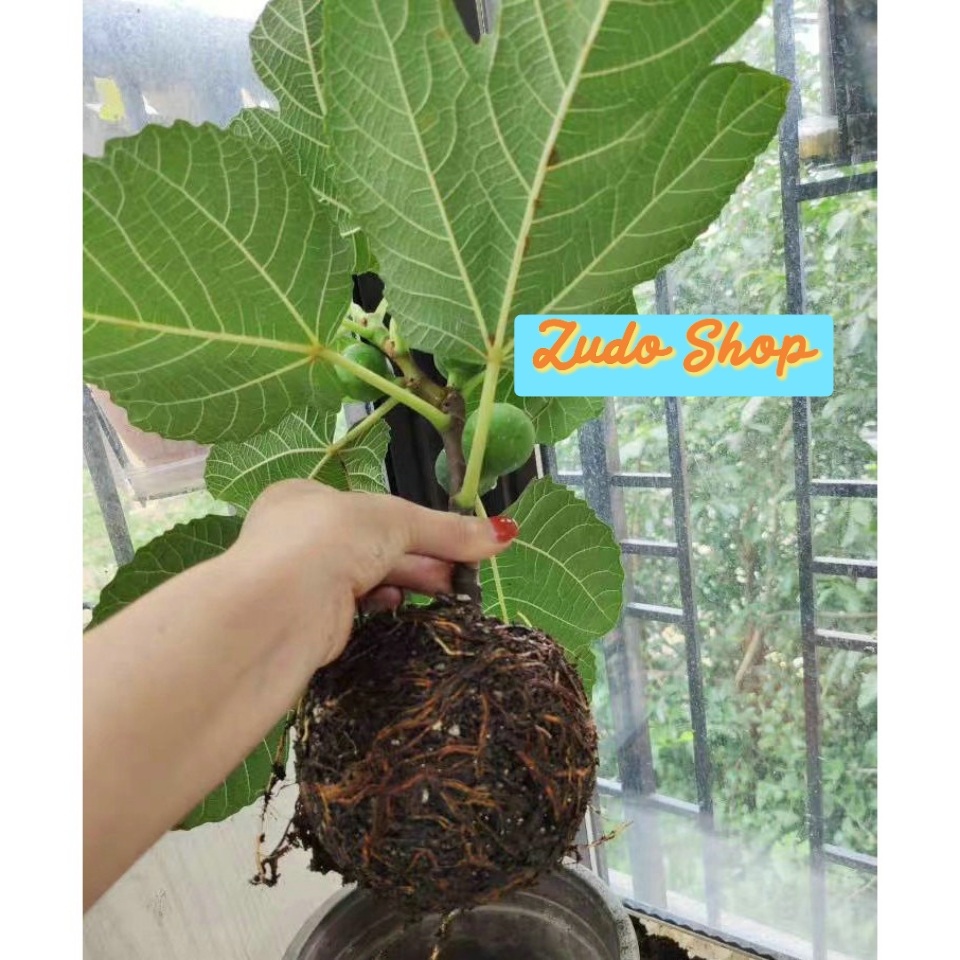 Bầu Chiết Cành AgroViet
