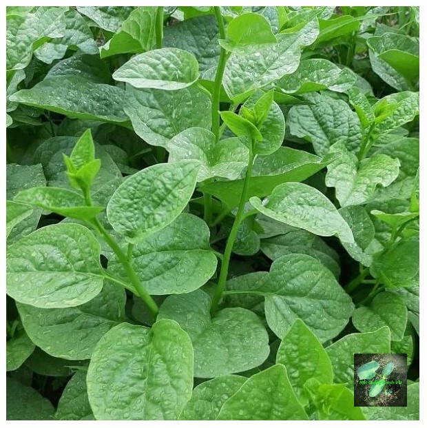 [Seeds] Hạt giống Rau Mồng tơi lá lớn, đóng gói 20gr, dễ trồng, năng suất cao