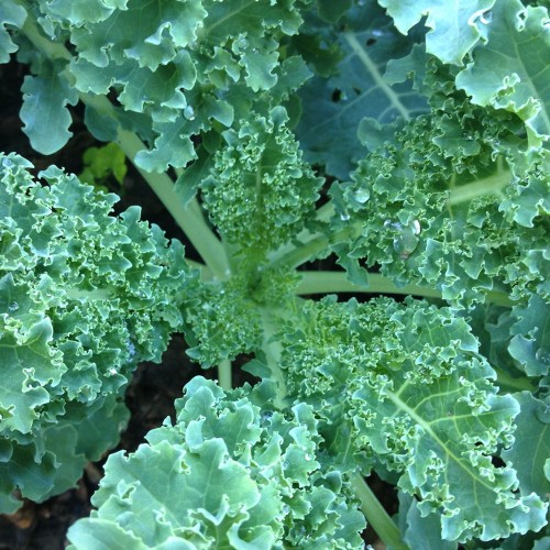 Hạt Giống Cải Xoăn ( Cải Kale )