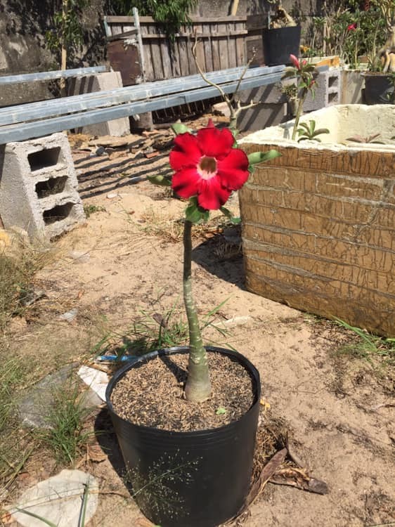 Cây con sứ thái kép Thái Lan - 1 cây