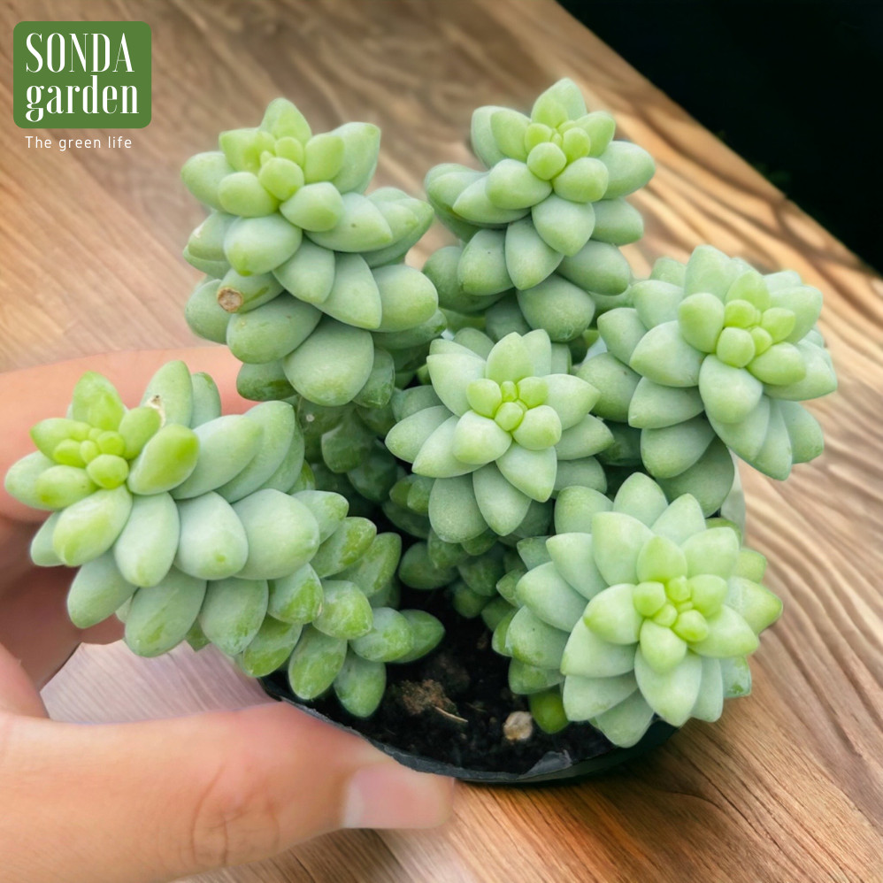 SEN ĐÁ CHUỖI NGỌC BI SIZE BÉ SIÊU ĐẸP LỖI 1 ĐỔI 1