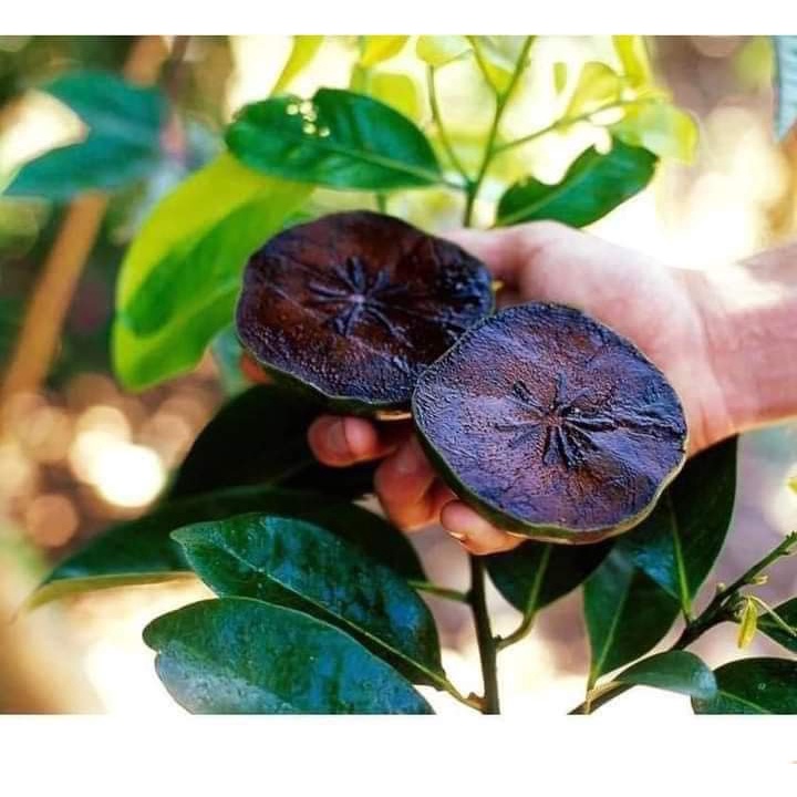 Cây giống hồng đen socola