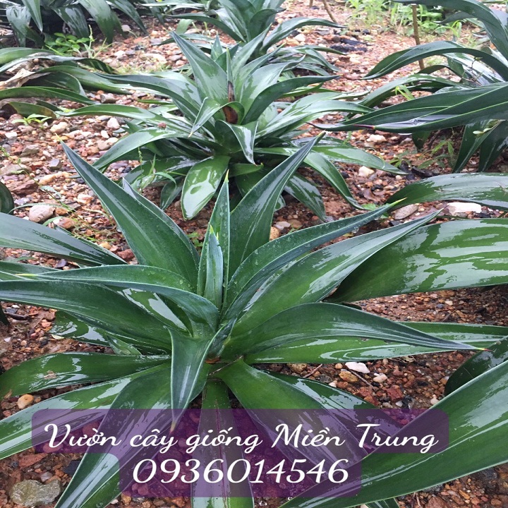 Cây Dứa Nam Mỹ- Dứa cảnh size lớn 80cm