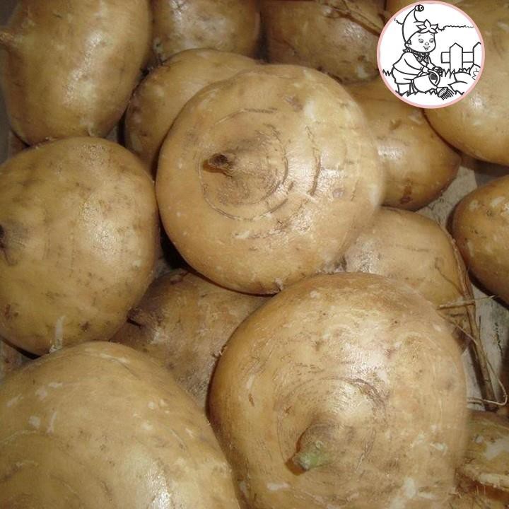 HẠT CỦ SẮN, CỦ ĐẬU - GÓI 10 GRAM