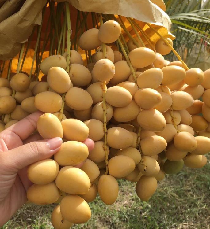 Hạt giống cây chà là Israel - 1 gói 5 hạt ( nảy mầm tốt )