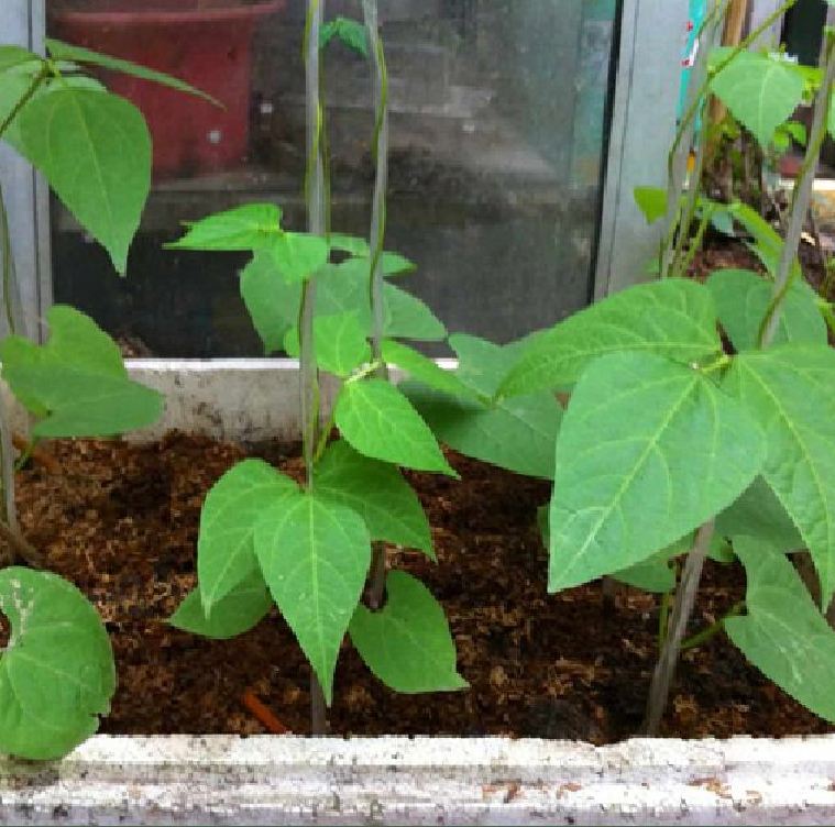 Túi 5gram Hạt giống đậu rồng