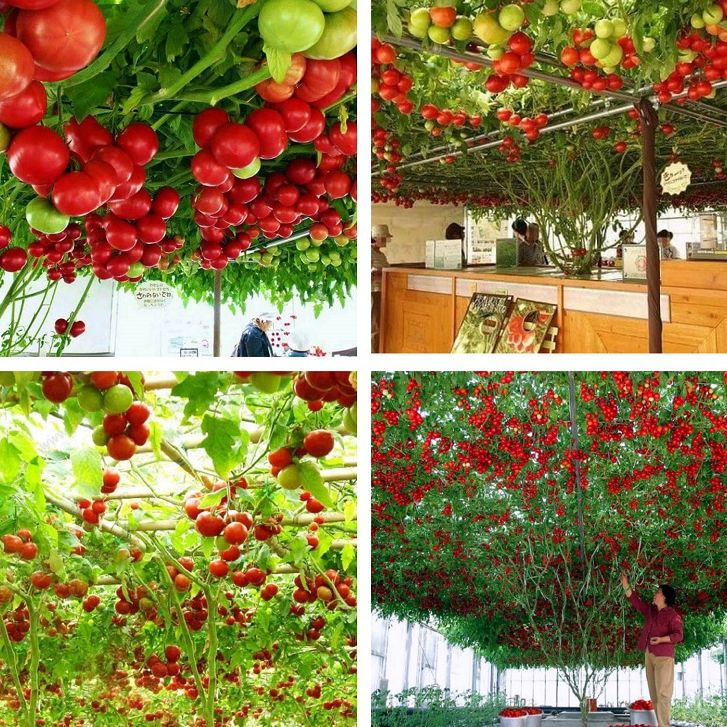 Hạt giống cà chua leo giàn  - dễ trồng, bội thu