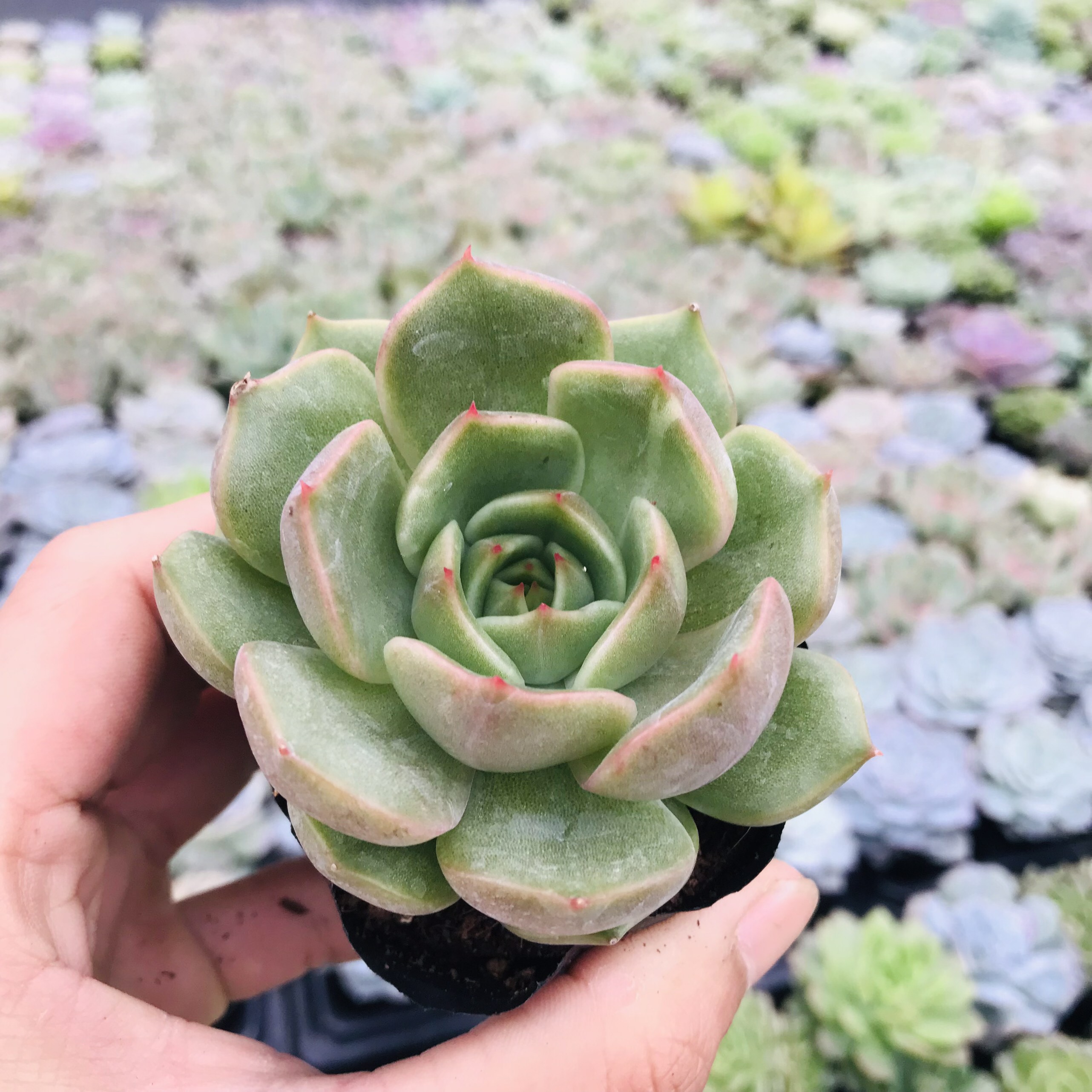 SEN ĐÁ ĐẾ VƯƠNG XÁM SIZE BÉ KHỎE ĐẸP LỖI 1 ĐỔI 1
