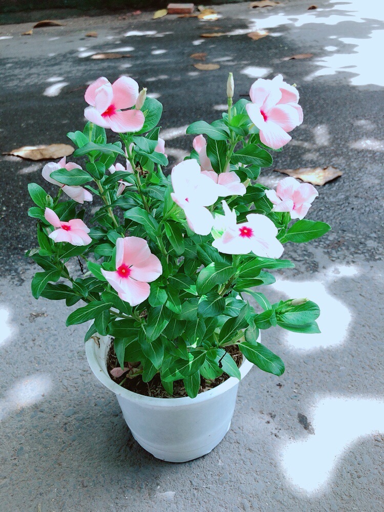 Hoa Dừa Cạn Màu Hồng Nhạt (có sẵn hoa)