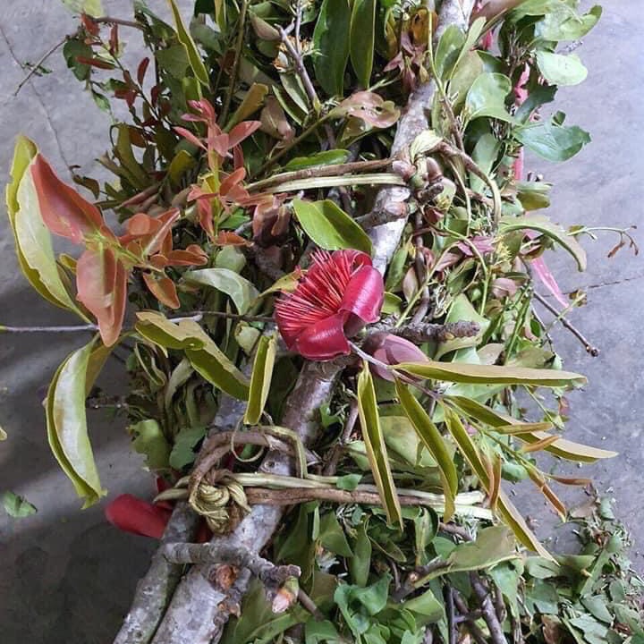 1 kg Tầm Gửi Gạo Tía Đã Phơi Khô