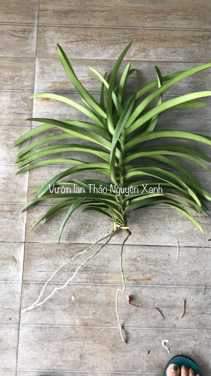 Combo 10 Cây Lan Mokara Đủ Màu - Cây 20-40cm