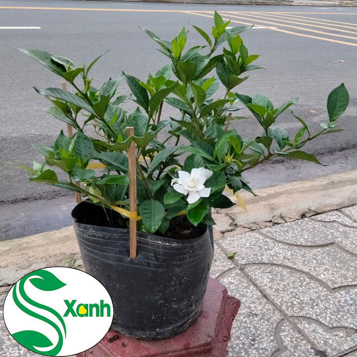 Lài tiểu thơ bông to + Rất Thơm