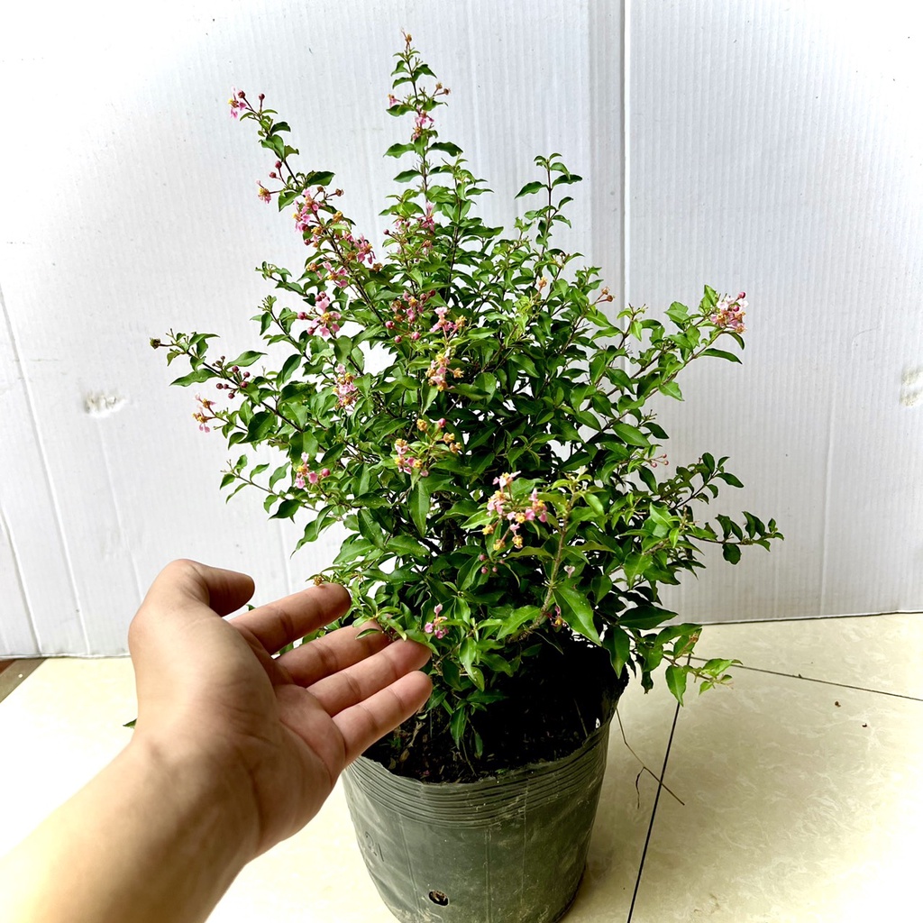 Cây hồng ngọc mai đang hoa (ảnh thật số 2)