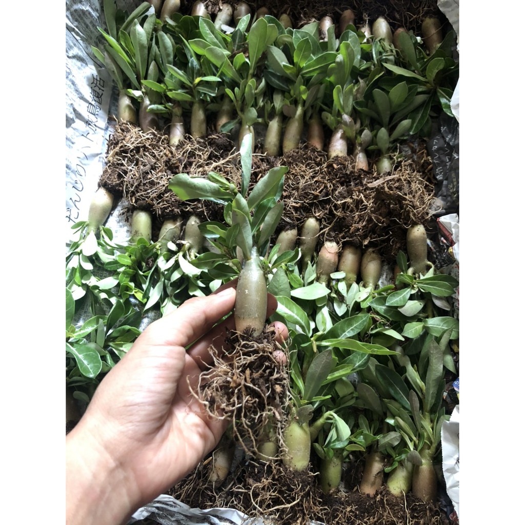 Hạt giống hoa sứ kim tự tháp - gói 5 hạt