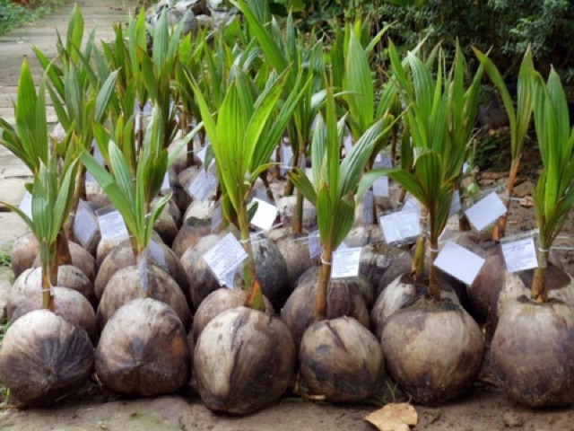 Cây giống dừa sáp