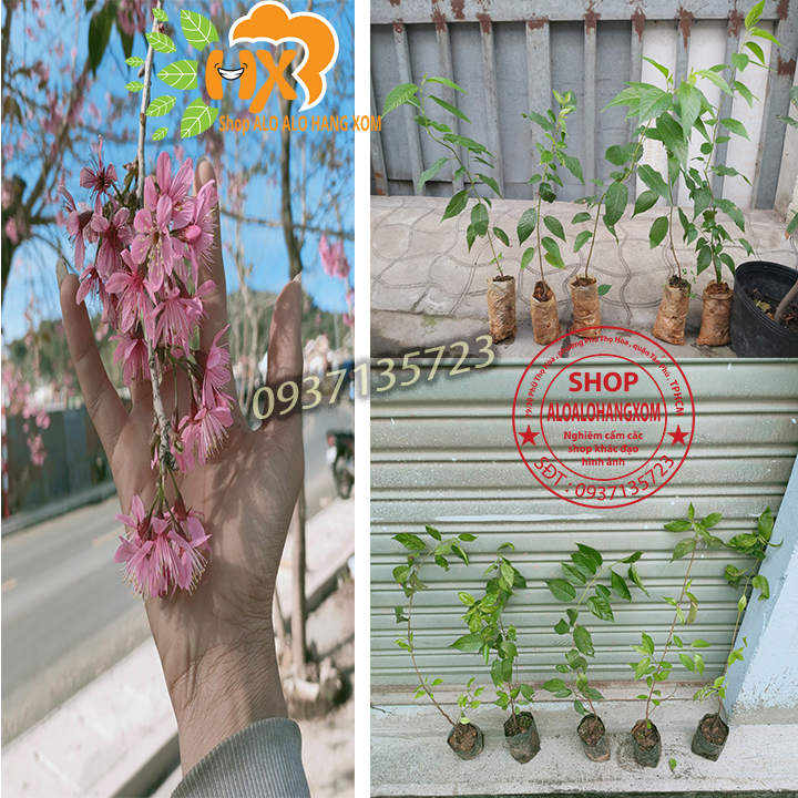 [HCM]combo 5 cây mai anh đào cây con [ cây giống ] .