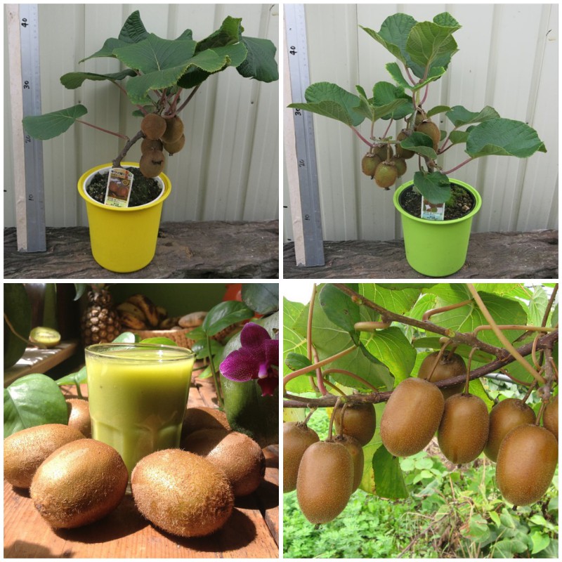Hạt Giống Kiwi 50 Hạt