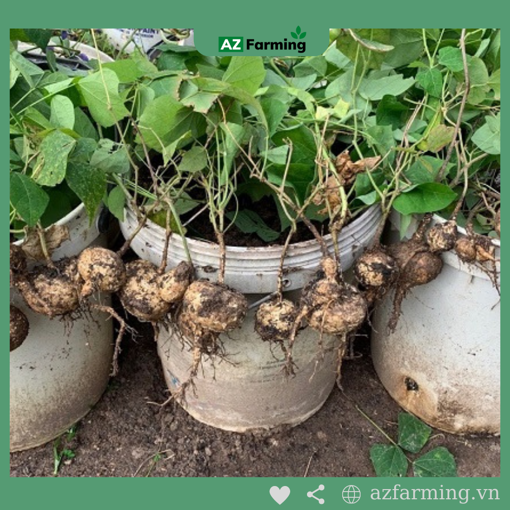 Hạt Giống Củ Sắn (Củ Đậu) - Gói 50 Hạt - AZ Farming