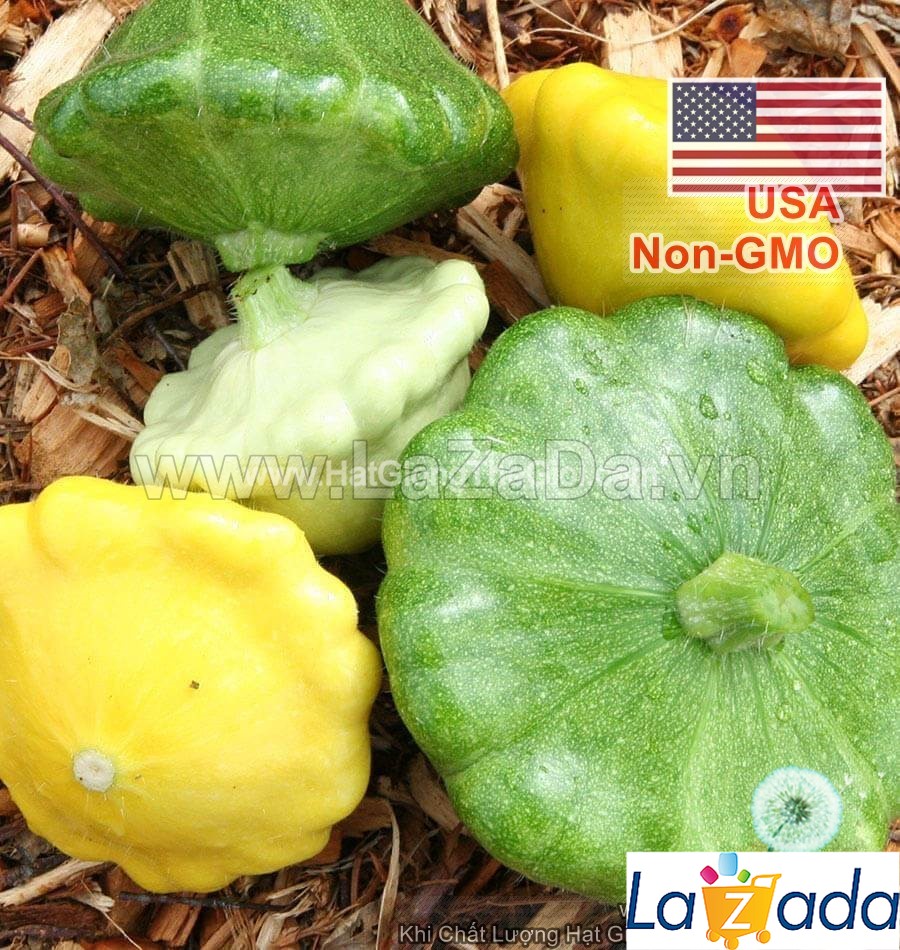 9h Hạt Giống Bí Dĩa Bay Mix Màu (A1.300B| B14*W34*M164)