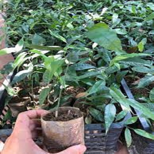cây rau giống rau ngót rừng