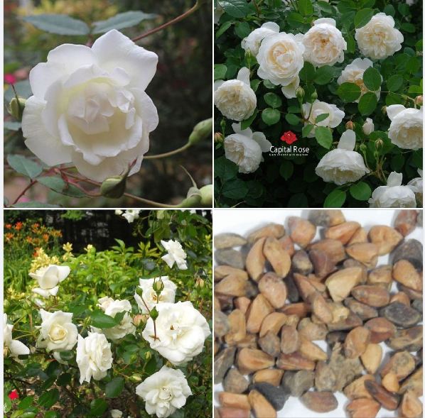 Hạt giống hoa hồng trắng - 1 gói 20 hạt