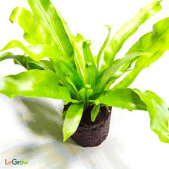 CÂY TỔ QUẠ (TỔ PHỤNG) - CÂY PHONG THỦY