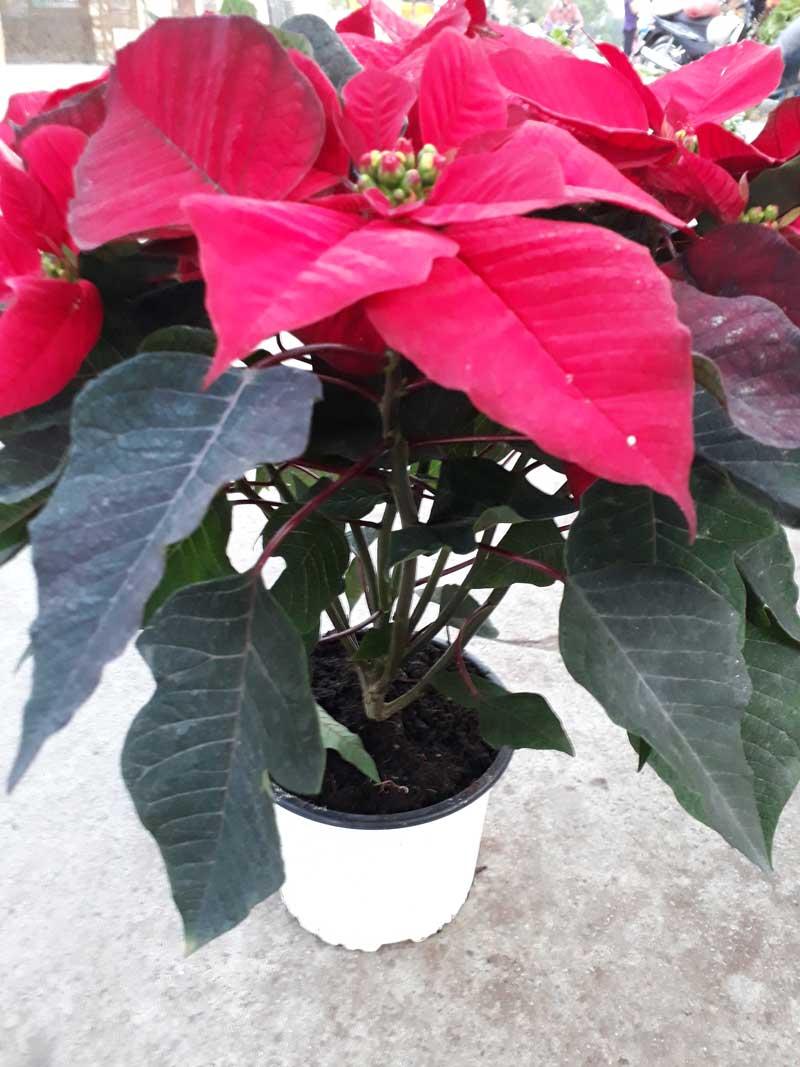 Hoa Trạng Nguyên - Chậu Hoa có ý nghĩa phong thủy mang đến thành công, đỗ đạt và may mắn. Cây thường nở hoa và dịp lễ tạ ơn, nên chúng có ý nghĩa rất đặc biệt