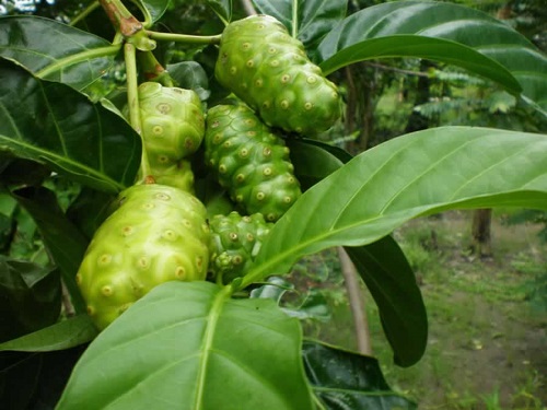 Trái nhàu tươi sấy khô ( túi zip 300 g)