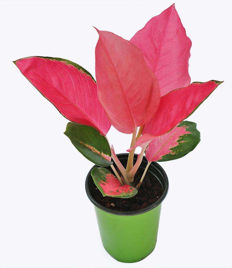 Cây Phú Quý ( Thịnh Vượng) Lá Đỏ Để Bàn - Chậu Cây Phong Thủy