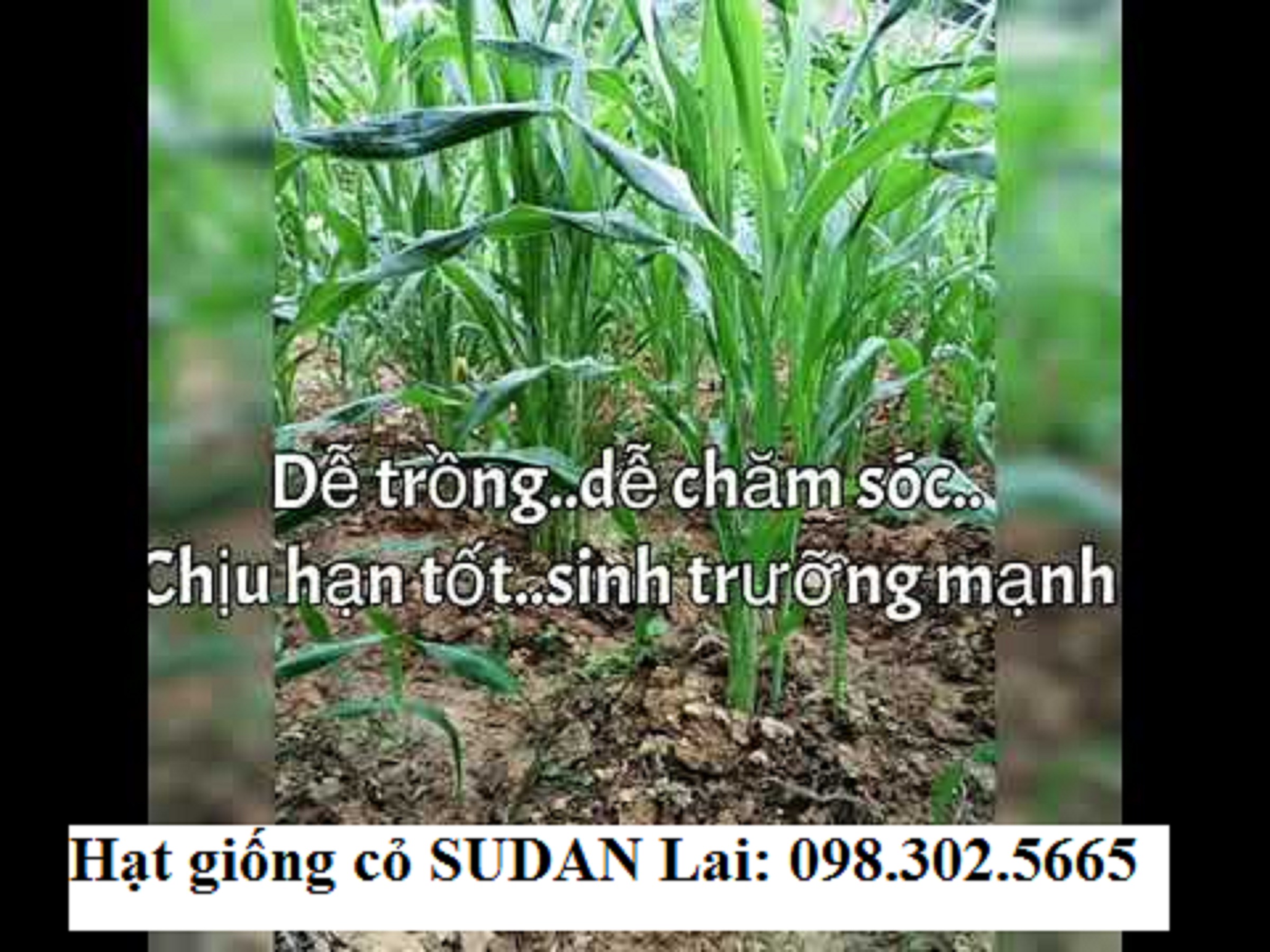 100g Hạt giống cỏ chăn nuôi Sudan lai