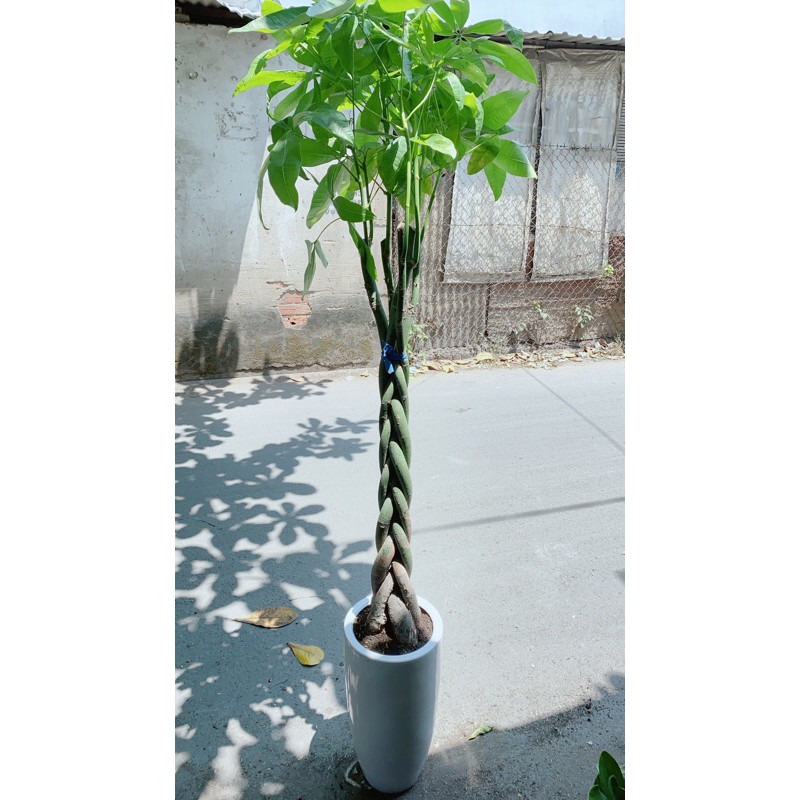 [HCM]Chậu Cây Kim Ngân Lớn