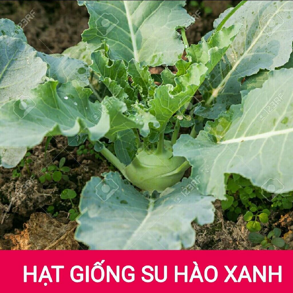 Hạt giống su hào xanh - 0.2 gr
