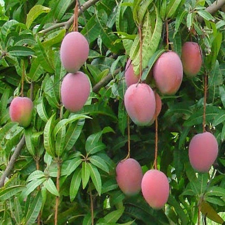 CÂY GIỐNG XOÀI TÍM THÁI