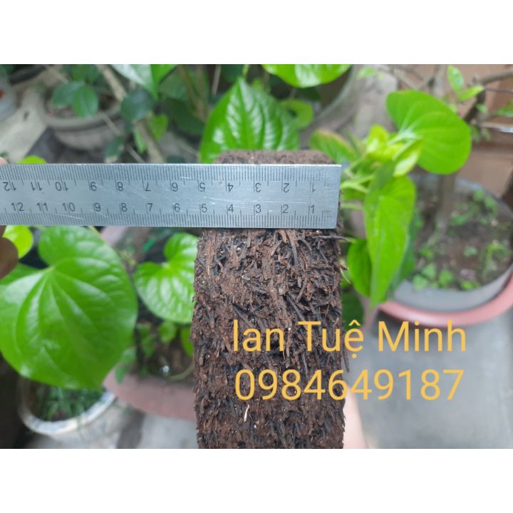Dớn đĩa tròn trồng lan đường kính 20cm