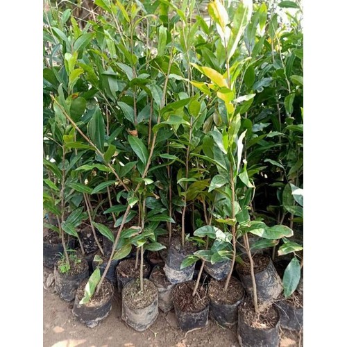 CÂY GIỐNG MAI TỨ QUÝ [ CÂY ƯƠM TỪ HẠT CAO 1M] [GHN]