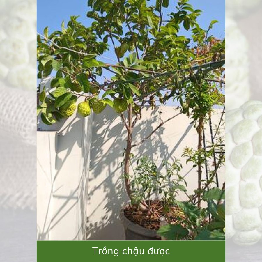 Cây Mãng Cầu Na Thái chuẩn giống
