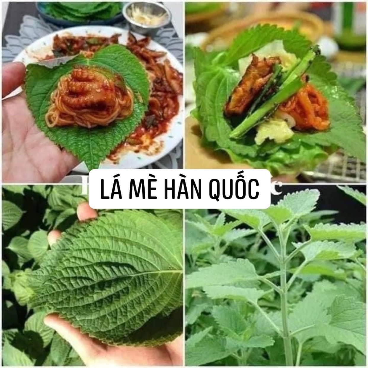 0,5gHạt giống rau thơm Mè Hàn Quốc ( ăn thịt nướng ngon tuyệt )
