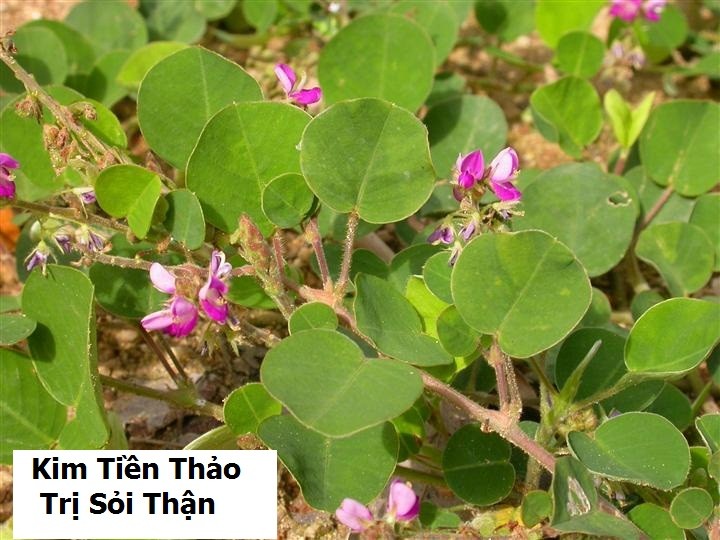 "Gói 50 Hạt " Hạt giống cây dược liệu ( Kim Tiền Thảo )