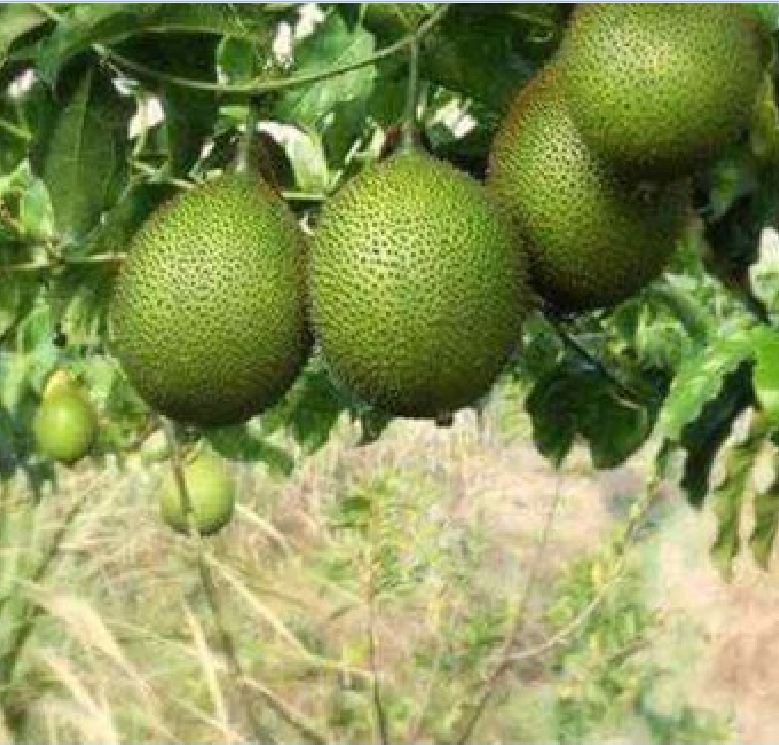 Hạt giống quả gấc cao sản - Gói 10 hạt
