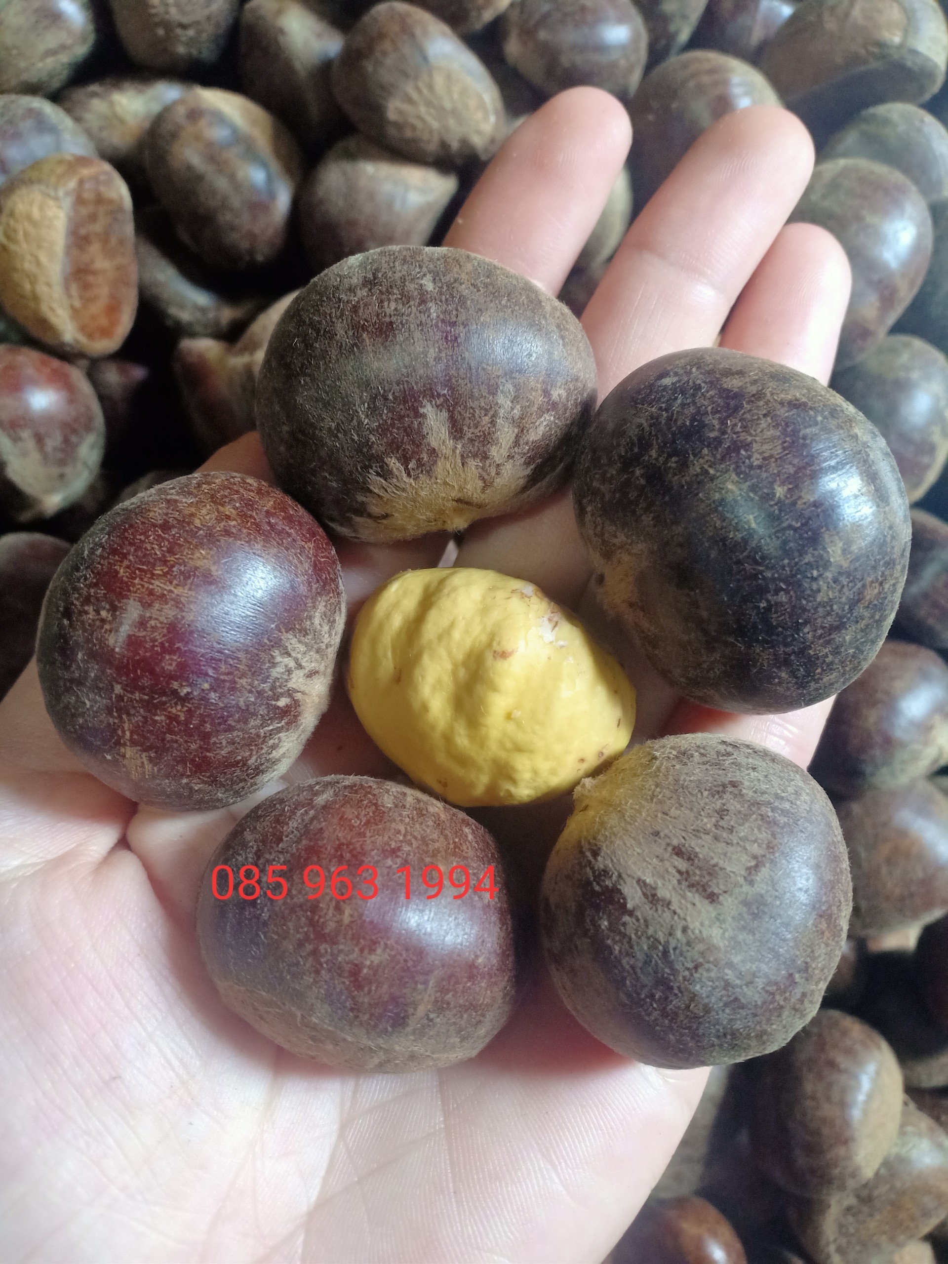 1kg hạt dẻ nếp tươi sapa ( hạt to)
