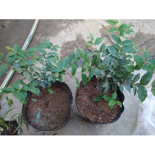 CÂY GIỐNG NHO THÂN GỖ TỨ QUÝ, CAM KẾT GIỐNG CHUẨN F1