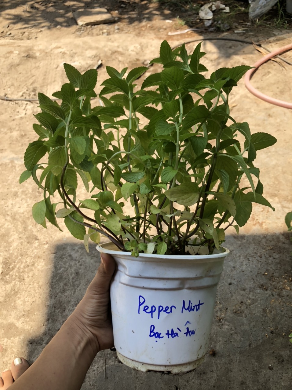 Chậu cây Bạc Hà Âu - Pepper Mint