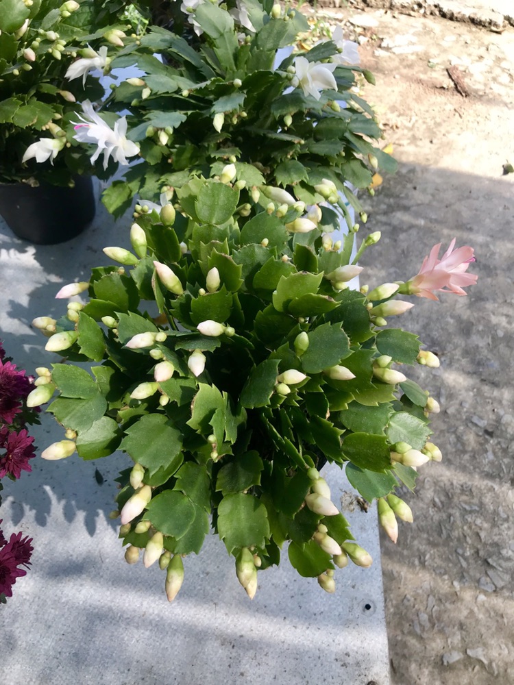 (1 chậu) Hoa nhật quỳnh - màu hồng, trắng