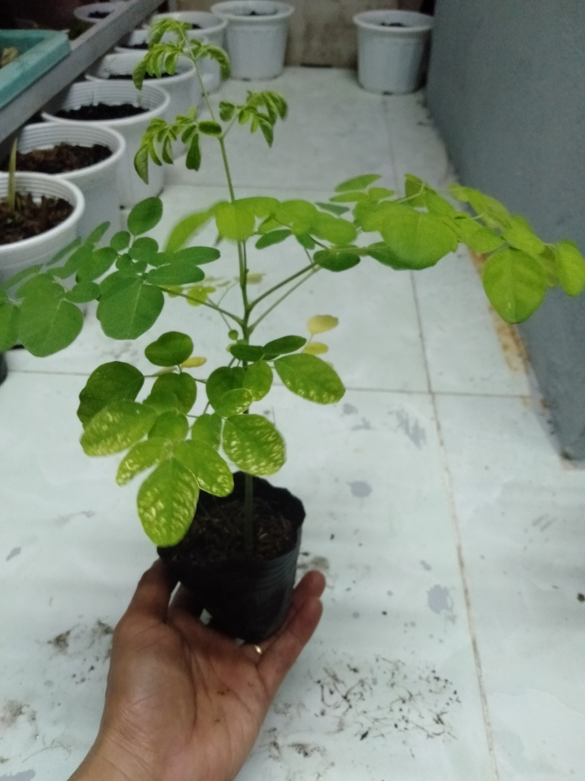 Cây giống chùm ngây Moringa cao 20cm