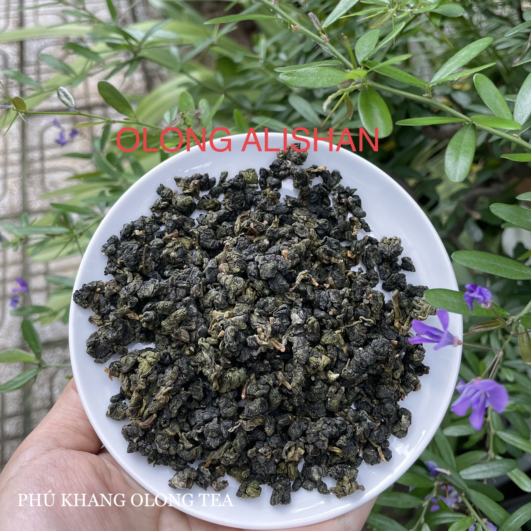 Trà ôlong AliShan Đài Loan( trà #olong A lý Sơn)