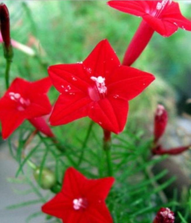 4 Hạt giống hoa tóc tiên đỏ