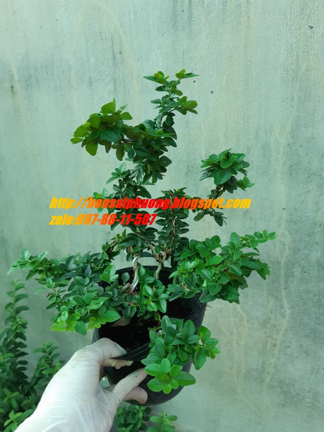 kim quýt bonsai CHẬU KIỂU